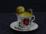 small duck - - Anas platyrhynchos - 13.5×13.5×13 cm