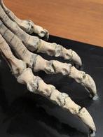Volwassen dinosaurushanden - Fossiele schedel -, Verzamelen