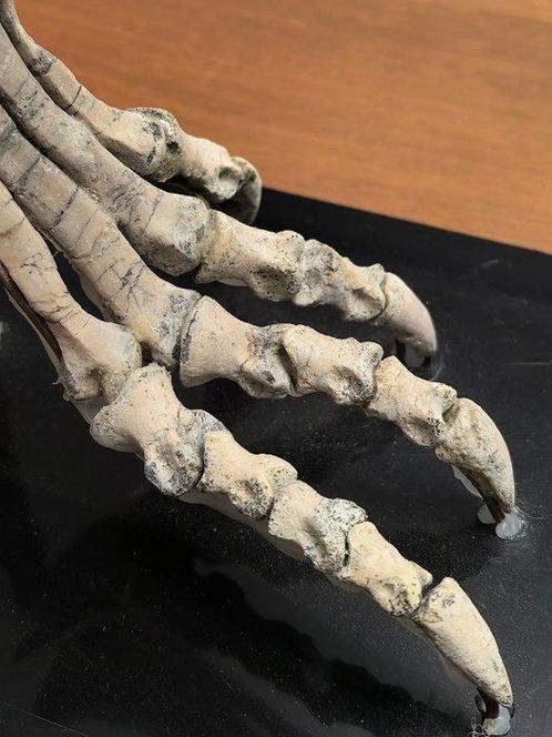 Volwassen dinosaurushanden - Fossiele schedel -, Verzamelen, Mineralen en Fossielen