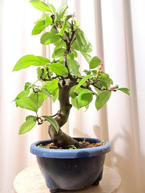 Pseudocydonia bonsai met mooie bloemen en lekker fruit -, Antiek en Kunst, Curiosa en Brocante