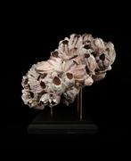 Colonie de Balanes / Bernacles Coquillage marin - Balanus, Antiek en Kunst