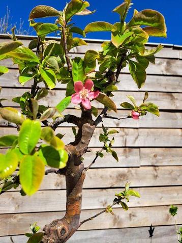 Pseudocydonia bonsai (coing) - Hauteur (arbre) : 40 cm -