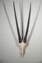 Gemsbok schedel Schedel van een zoogdier - Oryx gazella - 0, Verzamelen, Dierenverzamelingen, Nieuw