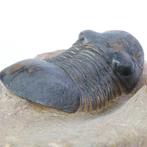 Trilobiet - Gefossiliseerd dier - Paralejurus & Reedops, Verzamelen