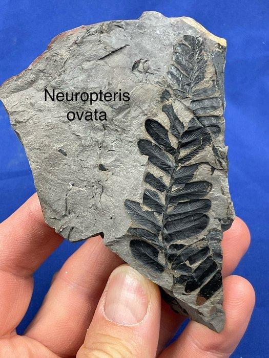 6 prachtige koolstofrijke plantfossielen (verzameling) -, Verzamelen, Mineralen en Fossielen