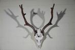 Fallow Buck Trophy Schedel - Dama dama - 40 cm - 60 cm - 45, Verzamelen, Dierenverzamelingen, Nieuw