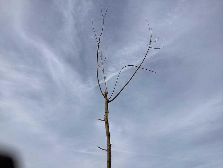 Bomen - knotwilgen (x5), Tuin en Terras, Planten | Bomen
