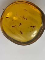 Ambre de Birmanie - Ambre (Sans prix de réserve)