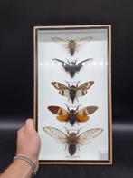 Large Frame - Real Cicades - Vitrinelijst - Glas, Hout