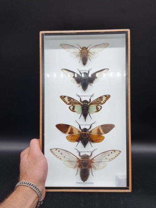 Large Frame - Real Cicades - Vitrinelijst - Glas, Hout, Antiek en Kunst, Kunst | Designobjecten