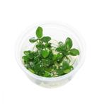 Tropica  Anubias barteri Petite In Vitro, Verzenden