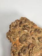 Fossiel - Fossiel fragment - Piece of fossil-bearing rock, Verzamelen, Mineralen en Fossielen