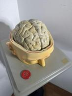 Anatomisch model - Hars - 1900-1910 - Zeldzaam met de hand, Antiek en Kunst