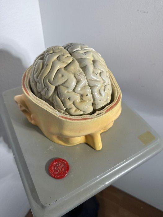 Anatomisch model - Hars - 1900-1910 - Zeldzaam met de hand, Antiek en Kunst, Antiek | Wandborden en Tegels