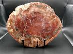 Versteend hout Plak - Hoogte: 20 cm - Breedte: 15.8 cm- 1415, Verzamelen