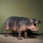 Nijlpaard Taxidermie Opgezette Dieren By Max, Verzamelen, Nieuw, Wild dier, Opgezet dier, Ophalen of Verzenden