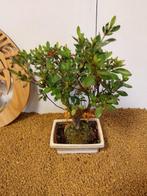 Bonsaï Azalée (Rhododendron) - Hauteur (arbre) : 26 cm -