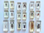 Themacollectie - Collectie insecten in resinblokken - RBA