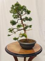 Bonsai Jeneverbes Itoigawa (Juniperus) - Hoogte (boom): 41