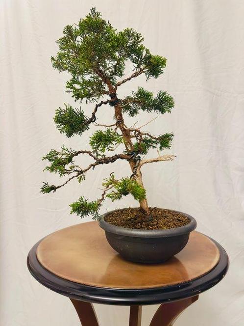 Bonsai Jeneverbes Itoigawa (Juniperus) - Hoogte (boom): 41, Antiek en Kunst, Curiosa en Brocante