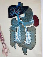 Vintage anatomische schoolkaart – Van Goor’s Anatomische