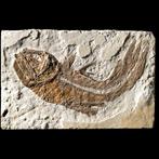 waardevol fossiel - Coelacanth / Coelacanthiformes uit, Collections, Minéraux & Fossiles