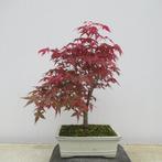 Acer palmatum deshojyo - Hoogte (boom): 34 cm - Diepte