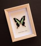 Vlinder Taxidermie volledige montage - Papilio phorcas -, Verzamelen, Dierenverzamelingen, Nieuw
