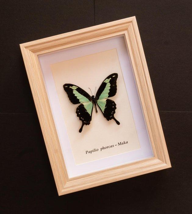 Vlinder Taxidermie volledige montage - Papilio phorcas -, Verzamelen, Dierenverzamelingen