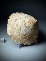 Indrukwekkende grote gastropode - Gefossiliseerde schelp -, Verzamelen