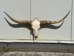 Veiling -  Echte Texas Longhorn van 151 cm, Nieuw
