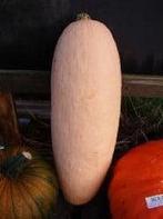 Pink Jumbo Banana pompoen 50 zaden, Hobby en Vrije tijd, Nieuw