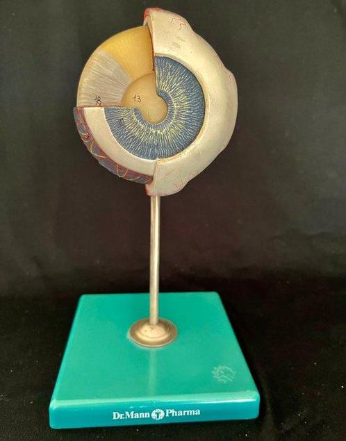Modèle d’éducation/de démonstration - plastique de haute, Antiek en Kunst, Antiek | Wandborden en Tegels