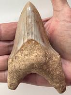 Megalodon tand 12,0 cm - Fossiele tand - Carcharocles, Verzamelen, Mineralen en Fossielen