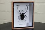 nice displayed insect Taxidermie volledige montage - insect, Verzamelen, Nieuw