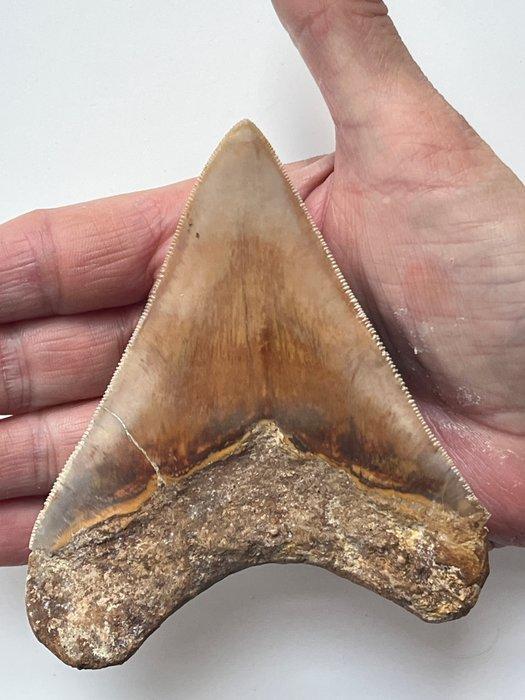 Megalodon tand 11,2 cm - Fossiele tand - Carcharocles, Verzamelen, Mineralen en Fossielen