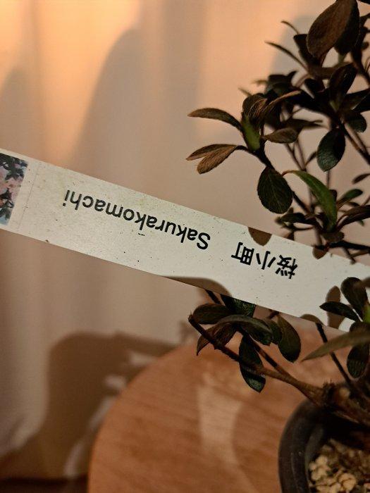 Azalea Satsuki Bonsai ‘Sakurakomachi’ - Hoogte (boom): 20 cm, Antiquités & Art, Curiosités & Brocante