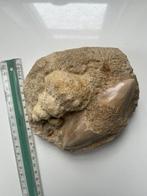 2 Megalodon tanden met een schelp en verschillende andere, Verzamelen