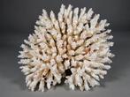 Superbe Table Acroporide Spéciale Corail - Acropora, Nieuw