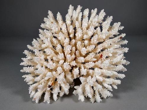 Superbe Table Acroporide Spéciale Corail - Acropora, Verzamelen, Dierenverzamelingen