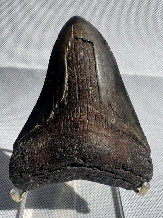 Megalodon - Fossiele tand - Carcharocles megalodon - 10 cm, Verzamelen, Mineralen en Fossielen