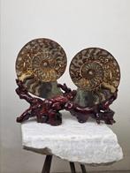 Ammoniet - Gefossiliseerd dier - Pair of Ammonite, Verzamelen, Mineralen en Fossielen