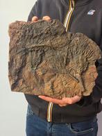 Crinoide - Gefossiliseerd dier - 40 cm, Verzamelen, Mineralen en Fossielen