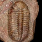 Trilobieten: Getuigen van de dageraad van het leven Fossiel