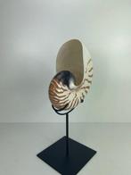 Nautilus Zeeschelp - Nautilus pompilius