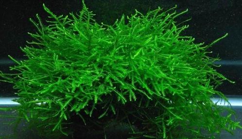 Vesicularia dubyana / javamos cup (Decoratie & inrichting), Dieren en Toebehoren, Vissen | Aquaria en Toebehoren, Plant(en), Steen of Hout