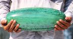 Groene kyaniet kristal lingam Lingam - Hoogte: 390 mm -
