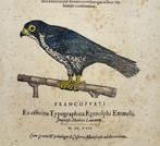 Conrad Gessner - Historia Animalium - The saker falcon -