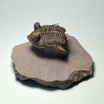 Doornige trilobiet - Gefossiliseerd dier - Erbenochile