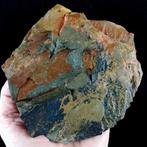 Primitieve echinoderm - Rhombifera!!! - Gefossiliseerd dier, Verzamelen